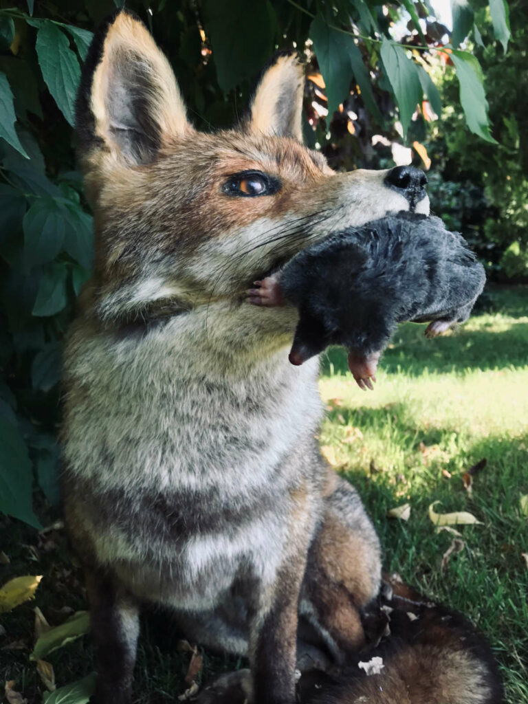 Renard et taupe